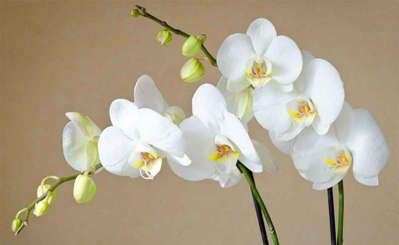 cum să îngrijești orhidee