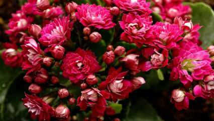 Cum să ai grijă de o floare de calancho? Cum se propagă floarea kalano?