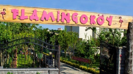 Unde este Flamingo Village? Cum să meargă? Cât este prețul micului dejun?