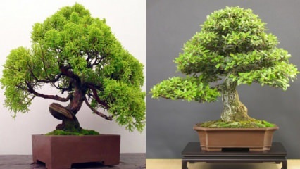 Cum să crești un copac bonsai? Cum să ai grijă de arborele bonsai Caracteristicile arborelui bonsai 