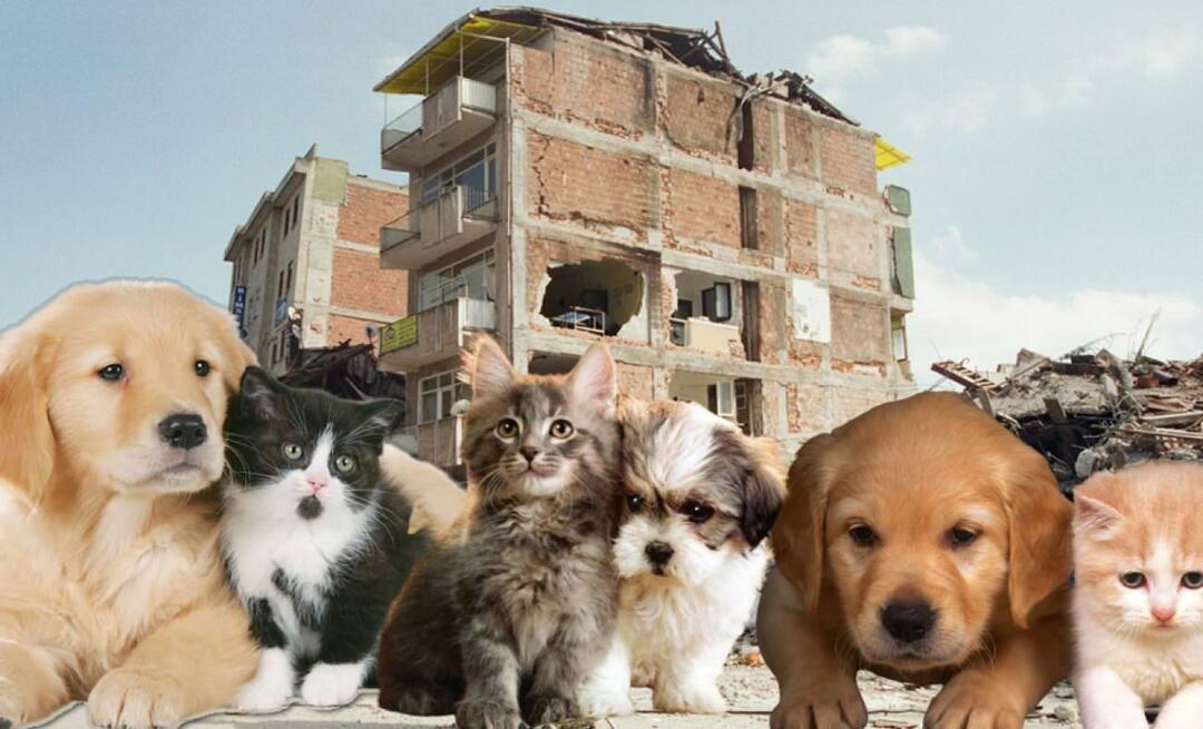 Ce ar trebui să facă cei care au animale de companie înainte și după cutremur? Cei care au un animal de companie în momentul cutremurului