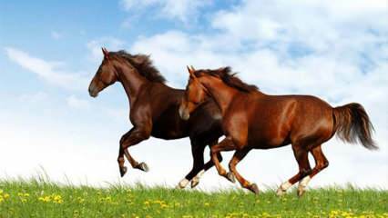Ce înseamnă să vezi un cal în vis? Semnificația de a călări pe un cal în vis conform lui Diyanet