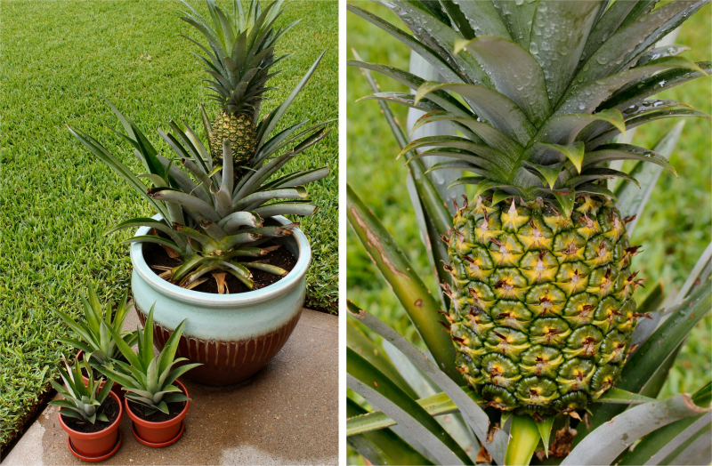 Cum să crești ananasul acasă? Cum se face înrădăcinarea ananasului?