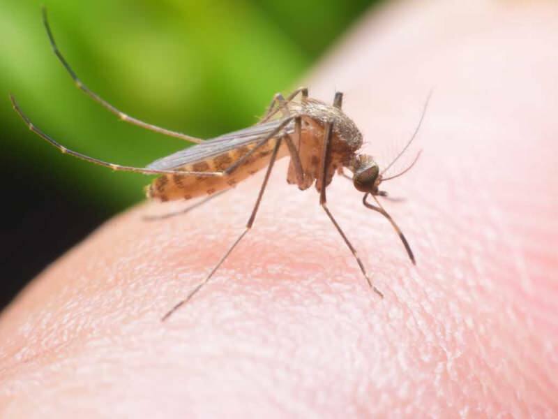 Cum se face un repelent natural pentru țânțari acasă? Rețete naturale respingătoare de muște