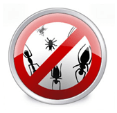Instalați Anti-virus în squash bug-uri și codul virusului nasy!