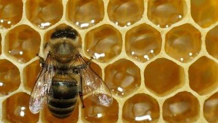 Unde se folosește veninul de albine? Care sunt avantajele veninului de albine? Pentru ce boli sunt bine veninul albinelor?