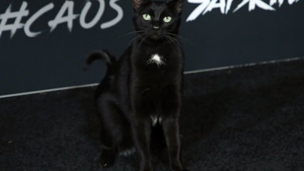 O pisică neagră la premiera de la Hollywood ...