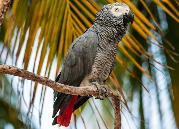 Îngrijirea și antrenamentul papagalului Jako