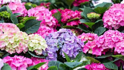 Cum să ai grijă de floarea de hortensie? Care sunt tehnicile de colorare?