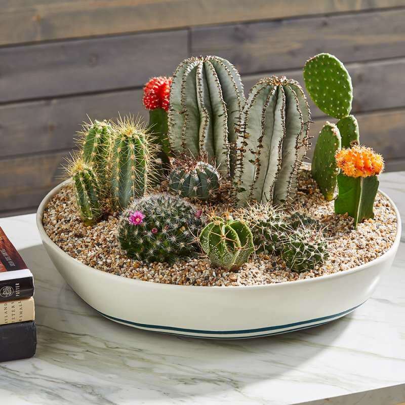 Cum ar trebui să fie solul de cactus