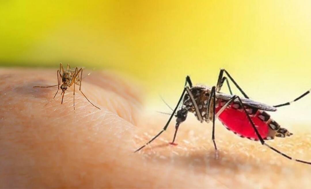 Care sunt simptomele mușcăturii de țânțar Aedes? Modalități de a evita mușcătura de țânțar Aedes?