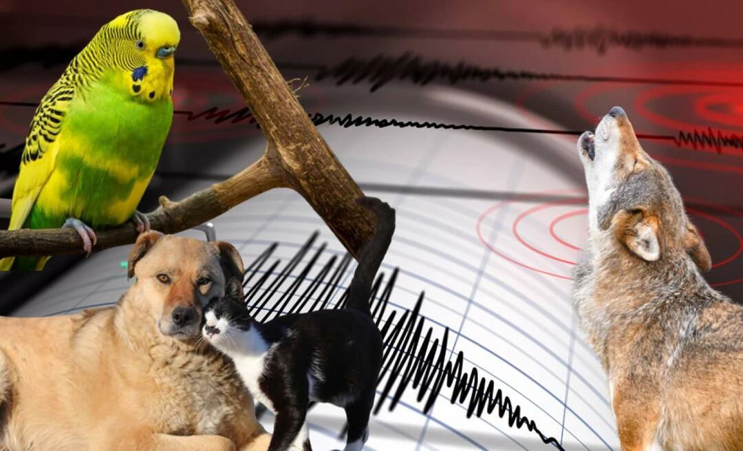 Simt animalele cutremure în avans? Cutremur și comportament anormal al animalelor...