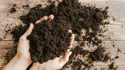 Cum ar trebui să fie solul în ghiveci? Ce este mușchiul de turbă?