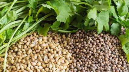 Care sunt avantajele semințelor de coriandru? Cum se folosește coriandrul? Ce face uleiul de coriandru?