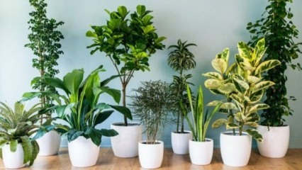 8 plante ușor de întreținut