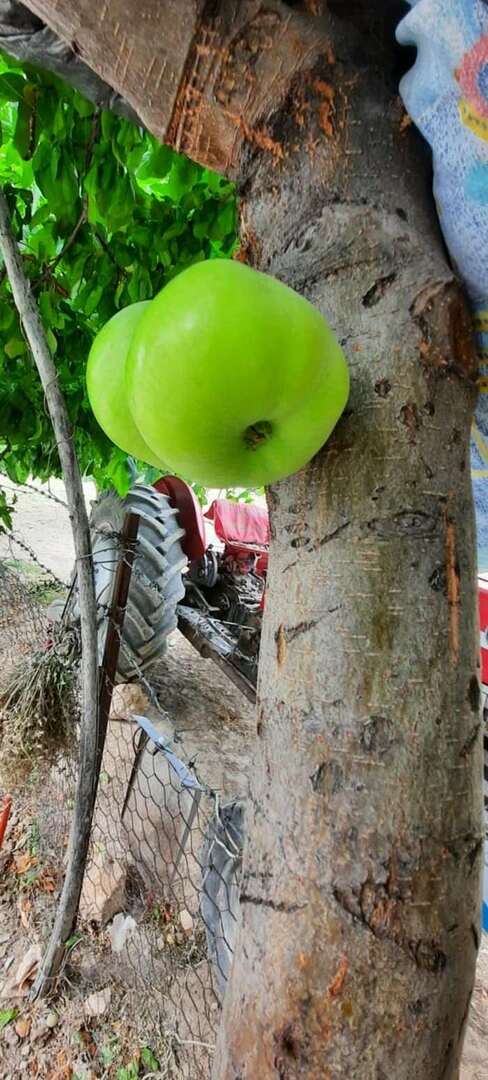 Pomul care crește fructe pe corpul său a surprins pe toți!
