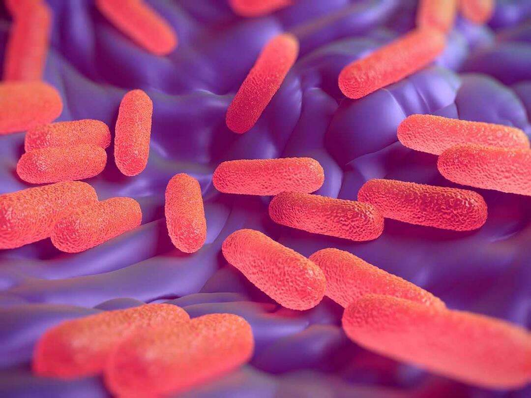 Ce este bacteria Salmonella? Care sunt simptomele Salmonella?