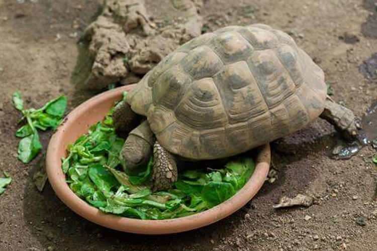 Ce mănâncă țestoasa și cum se hrănește? Care sunt alimentele care îi plac țestoasei?