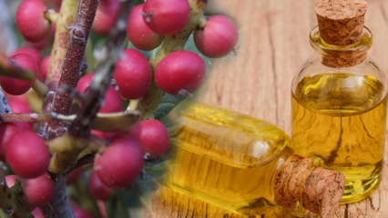 Care sunt avantajele fructelor Çitlembik (Menengiç)? Ce face uleiul de citlemob?