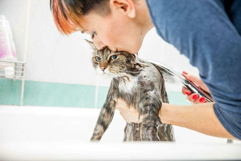Metode de spălare a pisicilor