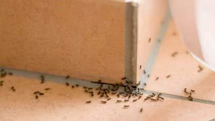 Metoda eficientă de îndepărtare a furnicilor acasă! Cum pot fi furnicile distruse fără a ucide? 