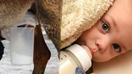 Care lapte este cel mai aproape de laptele matern? Ce se administrează copilului în deficiența de lapte matern?