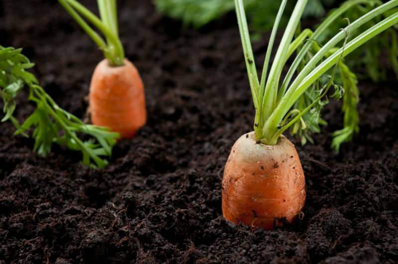Cum să crești morcovi în ghivece acasă? Metode de creștere a morcovului în ghivece