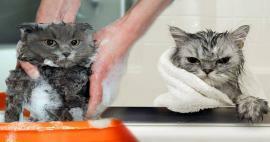 Se spală pisicile? Cum să speli pisicile? Este dăunător să faci baie la pisici?