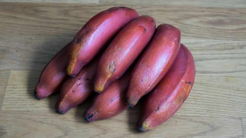 bananele roșii devin violete pe măsură ce se maturizează