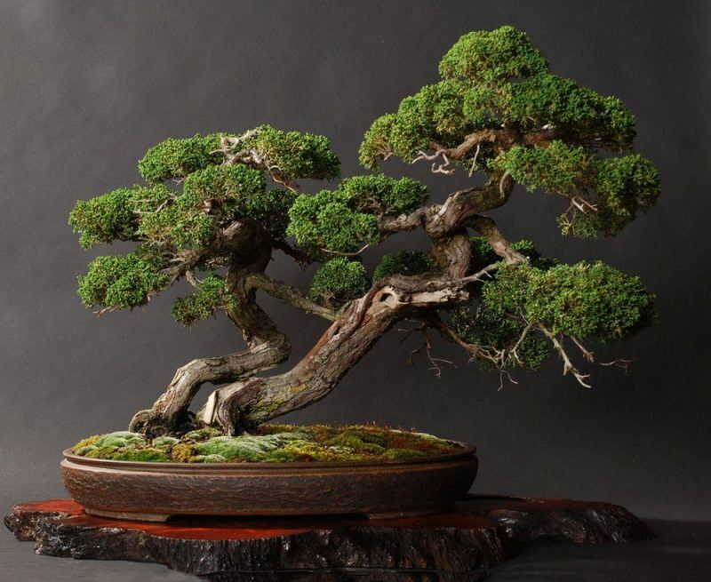 Cum să crești un copac bonsai? Cum să ai grijă de arborele bonsai Caracteristicile arborelui bonsai