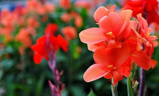 Îngrijirea florii de gladiol 