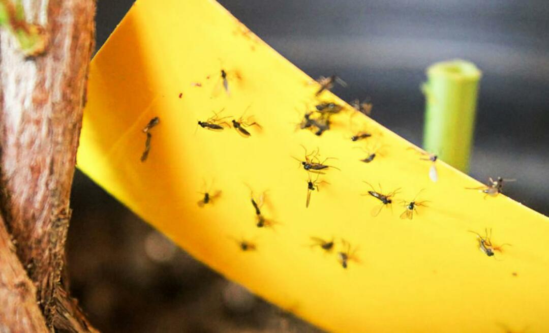 Soluția definitivă pentru insecte acasă! Cum să previi muștele mici să zboare acasă?