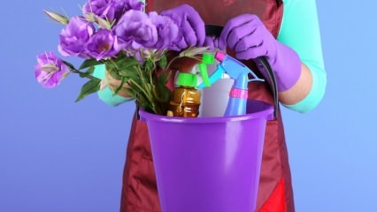 Care sunt secretele curățării casei joi? Curățarea casei în lămpi cu ulei