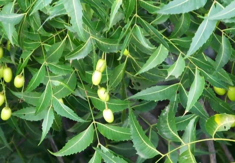 copacul neem elimină toxinele din organism