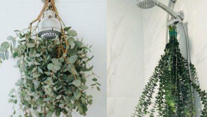 Cum să atârnești eucalipt la duș? Modalități de utilizare a eucaliptului în decorarea băii!