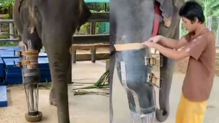 Tinerele rețele sociale v-au scuturat piciorul protetic pentru elefanți! 