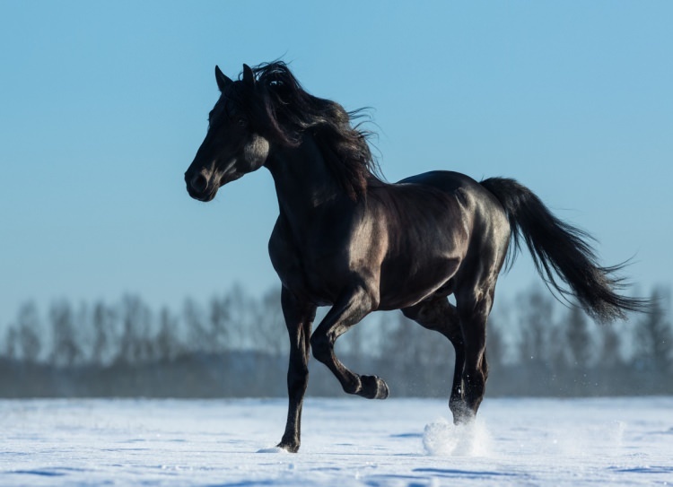 Cum să spui un cal în vis? Care este sensul de a vedea un cal în vis?