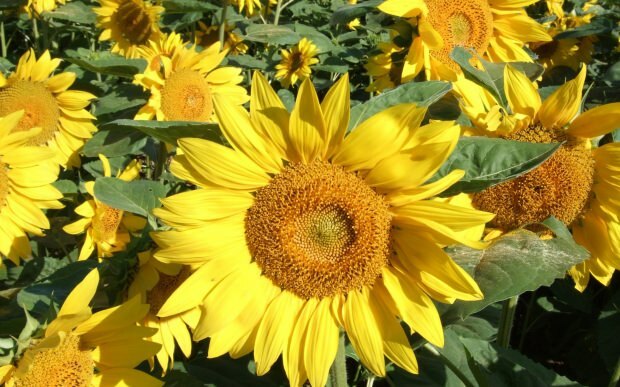 Beneficiile floarea-soarelui