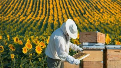 Tinerii șomeri lucrează ca albinele din Ordu
