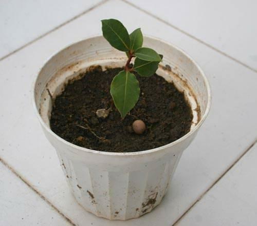 plantarea unui dafin
