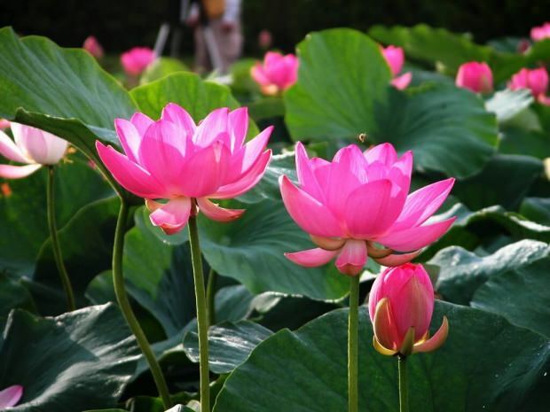 beneficiile florii de lotus