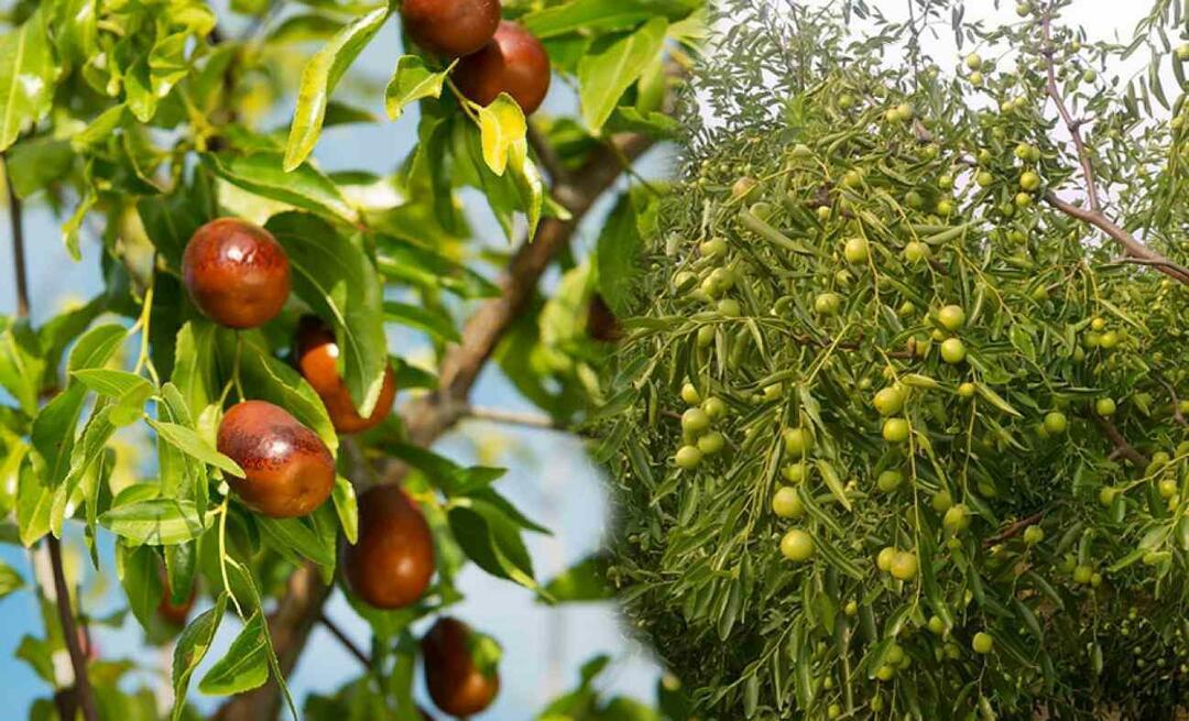 Cum să germinăm semințele de jujube? Cum să crești planta de jujube în ghiveci? îngrijire jujube