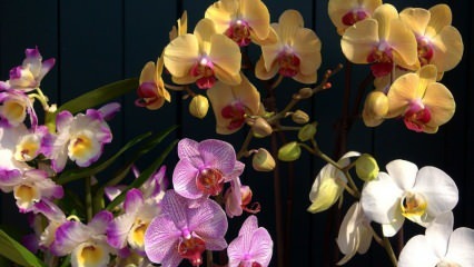 Cum să aibă grijă de orhidee? Cum să udăm o orhidee acasă? Metoda de reînviere a orhideelor