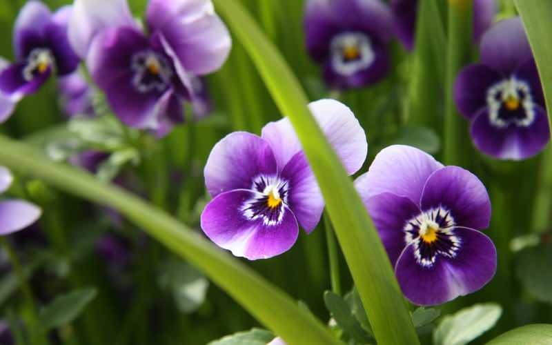 Cum să îngrijești o floare violetă? Cum să reproducem o floare violetă?