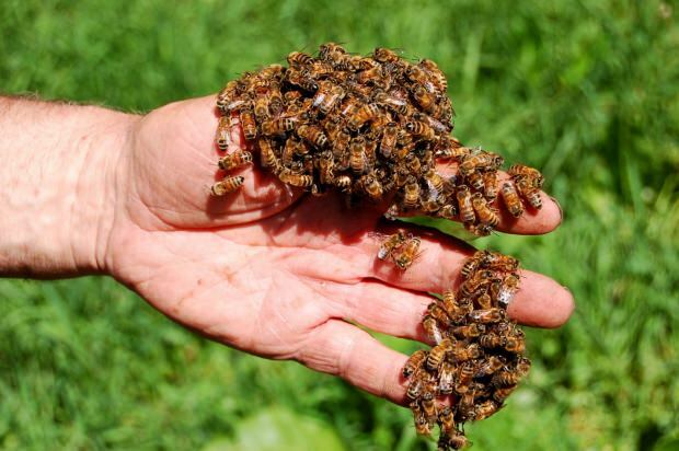 Unde se folosește veninul de albine? Beneficiile veninului de albine! Boli în care veninul de albine este bun ...