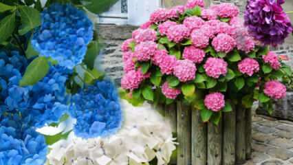 Cum să ai grijă de o floare de hortensie acasă? Metode de propagare a florilor hortensiei 