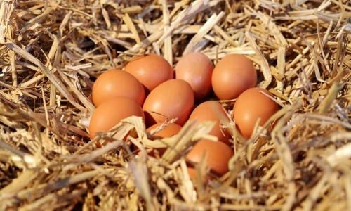 Cum să înțelegem ouăle organice?