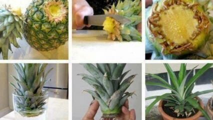 Cum să crești ananasul acasă?