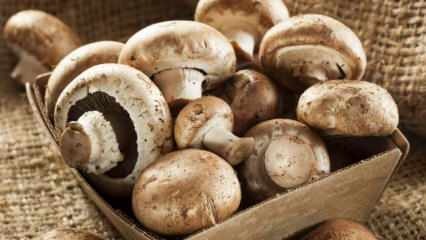 Cum să înțelegeți prospețimea ciupercii? Cum se păstrează ciupercile? Sfaturi pentru gătirea ciupercilor