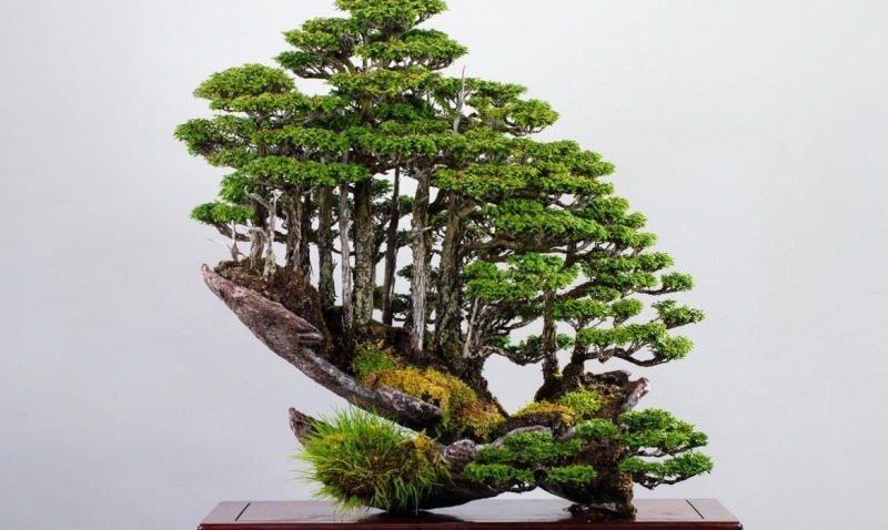 caracteristicile arborelui bonsai